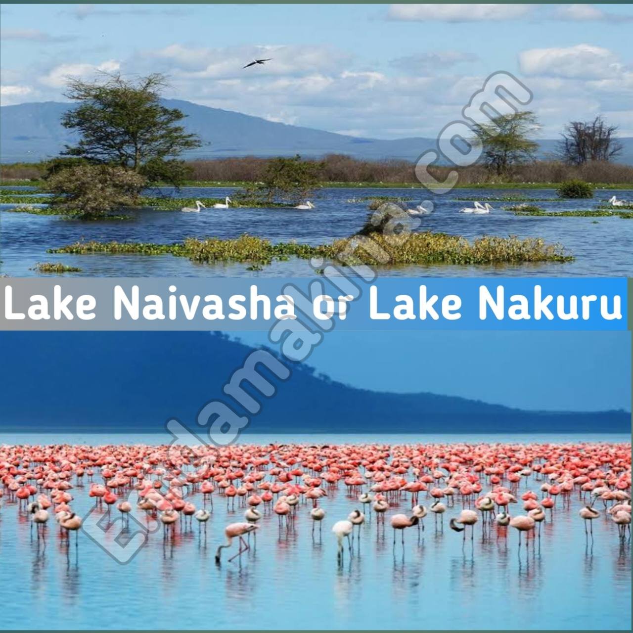 Lake_Naivasha_or_Lake_Nakuru